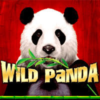Wild Panda